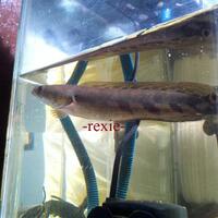 new--freshwater-fish-lounge---part-1
