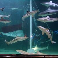 keren-gan-foto-foto-okinawa-churaumi---aquarium-terbesar-ketiga-di-dunia