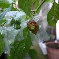 ayo-bertanam-cabe---hot--eksotis---part-1