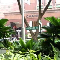 street-instrumental-anak2-singapore-di-orchard-road---traveling-to-singapore