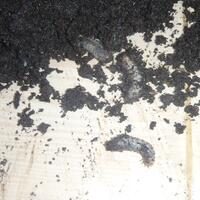 kampung-anggur----part-1