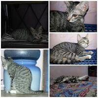 kucing-lokal-domestik-kampung