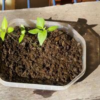 ayo-bertanam-cabe---hot--eksotis---part-1