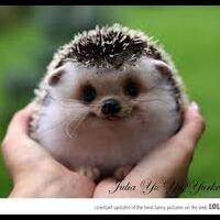 mengenal-lebih-dekat-tentang-landak-mini--hedgehog-yang-suka-hewan-lucu-masukkk