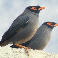 jalak-dan-semua-jenisnya