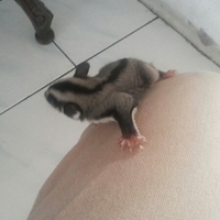 sugar-glider-jantan-2bln