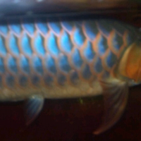arowana--new-thread
