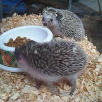 mengenal-lebih-dekat-tentang-landak-mini--hedgehog-yang-suka-hewan-lucu-masukkk