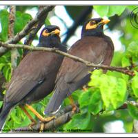 jalak-dan-semua-jenisnya