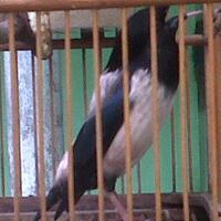 jalak-dan-semua-jenisnya