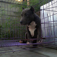 the-american-pitbull-lover039s---part-4