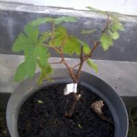 kampung-anggur----part-1