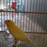 sharepecinta-kenari--jenis-finch-lain-blackthroat-engasr-mozambik-kumpul-disini---part-1