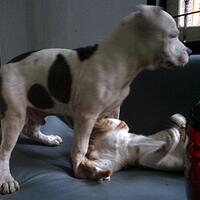 the-american-pitbull-lover039s---part-4