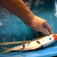 forum-koi-kaskus-part-5-semua-tentang-koi-masuk-kesini