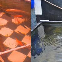 ask--giman-sih-caranya-biar-ikan-peliharaan-bisa-jinak