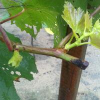 kampung-anggur----part-1