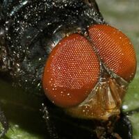 nongkrong-bareng-macro-micro-photography---part-1