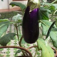 vegetable-lovers---official-thread---part-3