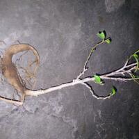bonsai-kaskus-reborn--forum-sharing--diskusi-seputar-seni-bonsai-indonesia