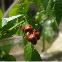 ayo-bertanam-cabe---hot--eksotis---part-1