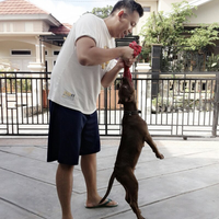 the-american-pitbull-lover039s---part-4