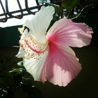 kembang-sepatu-indah-dipandang-dan-berkhasiat