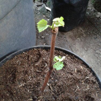 kampung-anggur----part-2