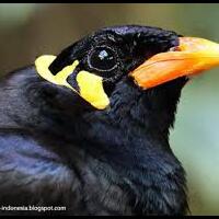 mengenal-sexing-jenis-burung