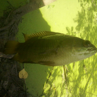 kfc-reg-surabaya---part-1