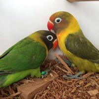lovebird-lovers