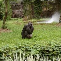 melihat-lebih-dekat-gorila-gorila-afrika-gorillas-986-human