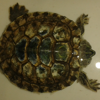 ltgtltgt-new-home-all-about-res-red-ear-slider---kura-brazil-ltgtltgt---part-1