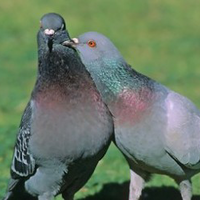 belajar-dari-merpati