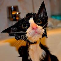 kumpulan-foto---foto-kucing-setelah-mandi--masuk-gan