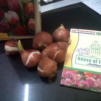 menanam-tulip-di-daerah-tropis-tangerang---indonesia