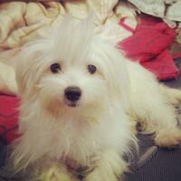 maltese-lovers-come-in