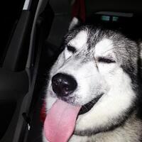 siberian-husky-lovers-purwokerto