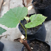 kampung-anggur----part-2