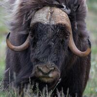 ayo-mengenal-quotmuskoxquot-lembu-liar-yang-berbulu-sangat-tebal