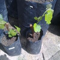 kampung-anggur----part-2