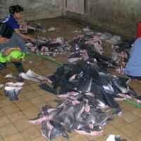 penangkapan-mengerikan-hiu-dan-pari-di-indonesia