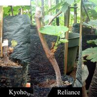 kampung-anggur----part-2