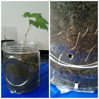 kampung-anggur----part-2