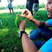 sharing-burung-paruh-bengkok-ii