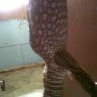 savannah-monitor-lovers-new-home