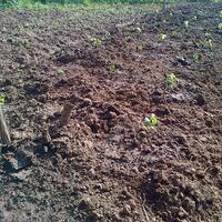 ayo-bertanam-cabe---hot--eksotis---part-1