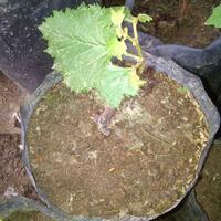 kampung-anggur----part-2