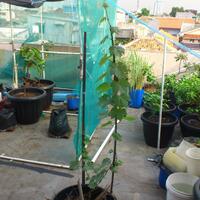 kampung-anggur----part-2