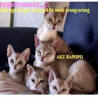 beberapa-meme-kucing-yang-bisa-buat-agan-ngakak